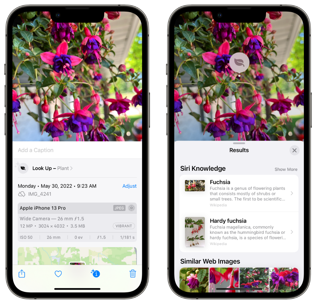 东昌苹果手机维修分享小技巧：使用 iPhone 相机识别花卉植物 